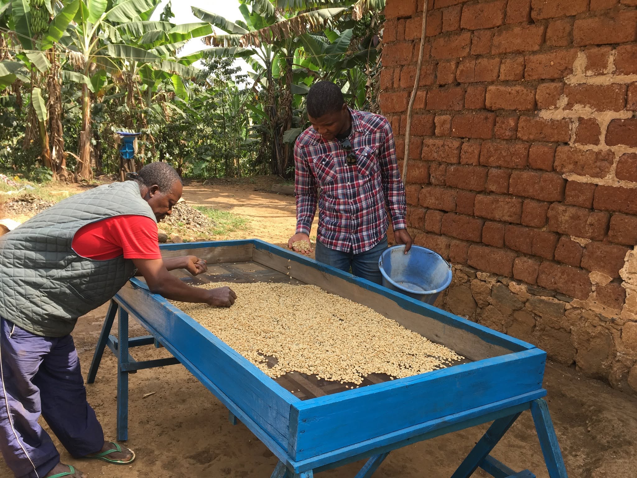 Deux professionnels trient un lot de café vert au Cameroun